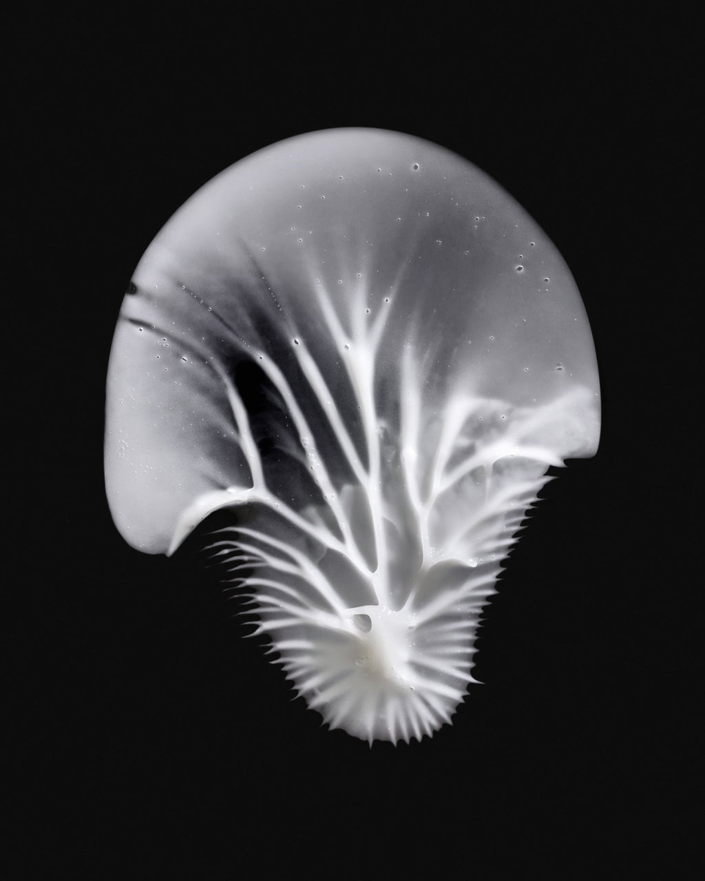 Contour Wrinkle Eye Cream