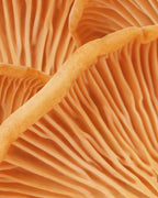 Repair & Dry Rescue Hair Mask